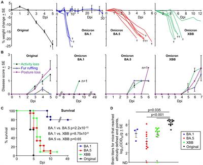 SARS-CoV-2 omicron BA.5 and XBB variants have increased neurotropic potential over BA.1 in K18-hACE2 mice and human brain organoids